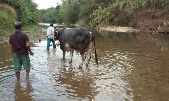high-light-green-kurban-2015-ketika-sapi-harus-dituntun-seberangi-sungai