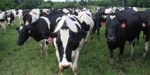 zakat hewan ternak unta sapi kambing