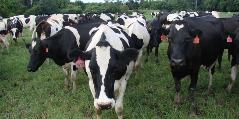zakat hewan ternak unta sapi kambing