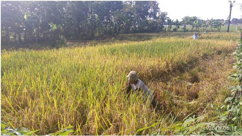 petani, lumbungdesa, sinergifoundation, compreng