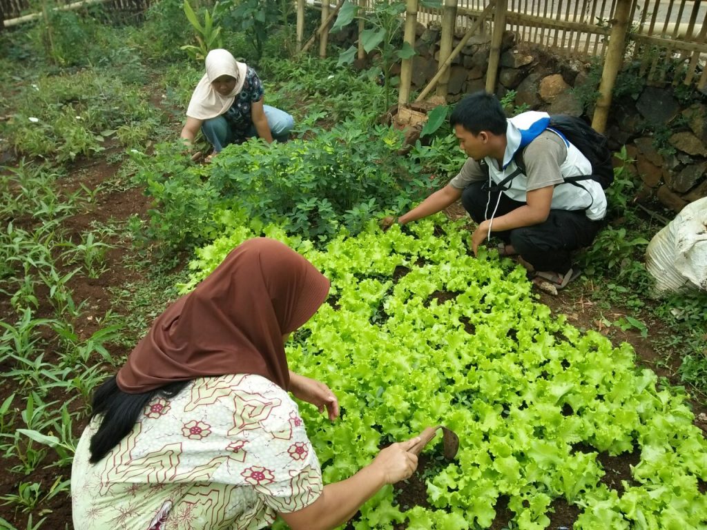 lumbung desa, panen, panen sayuran organik, kelompok wanita tani, ciwangi garut