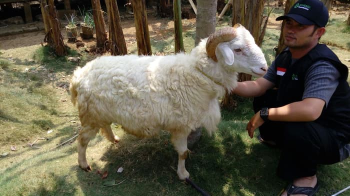 kurban, akikah, Green Kurban, kurban, green kurban, batas terakhir kurban, kurban, dzulhijjah, green kurban