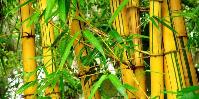 bambu, green kurban, bambu, kurban, green kurban, lumbung bambu, penghijauan
