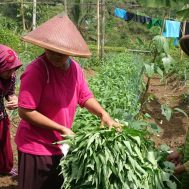 lumbung desa, cigalontang, kangkung, organik