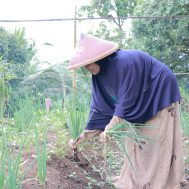 desa, zakat, petani, pertanian, lumbung desa, petani wanita, sayuran organik, demplot, pertanian, lumbung desa, cigalontang