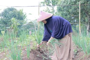 desa, zakat, petani, pertanian, lumbung desa, petani wanita, sayuran organik, demplot, pertanian, lumbung desa, cigalontang