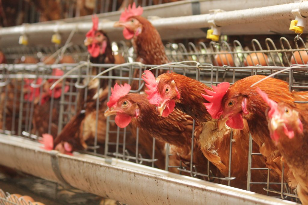 zakat, ayam, ternak, ternak ayam, peternakan, zakat penghasilan, zakat peternakan, zakat mal
