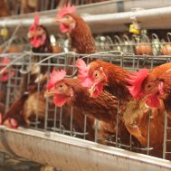 zakat, ayam, ternak, ternak ayam, peternakan, zakat penghasilan, zakat peternakan, zakat mal
