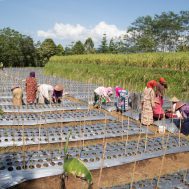 petani wanita, petani, pertanian, lumbung desa, sinergi zakat, sinergi foundation