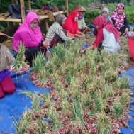 panen, bawang merah, lumbung desa. petani