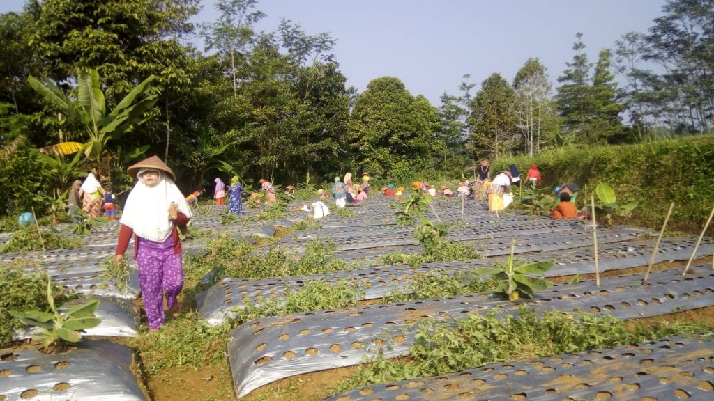 lumbung desa, sinergi zakat
