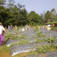 lumbung desa, sinergi zakat