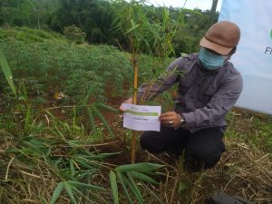 bambu, penanaman bambu, green kurban