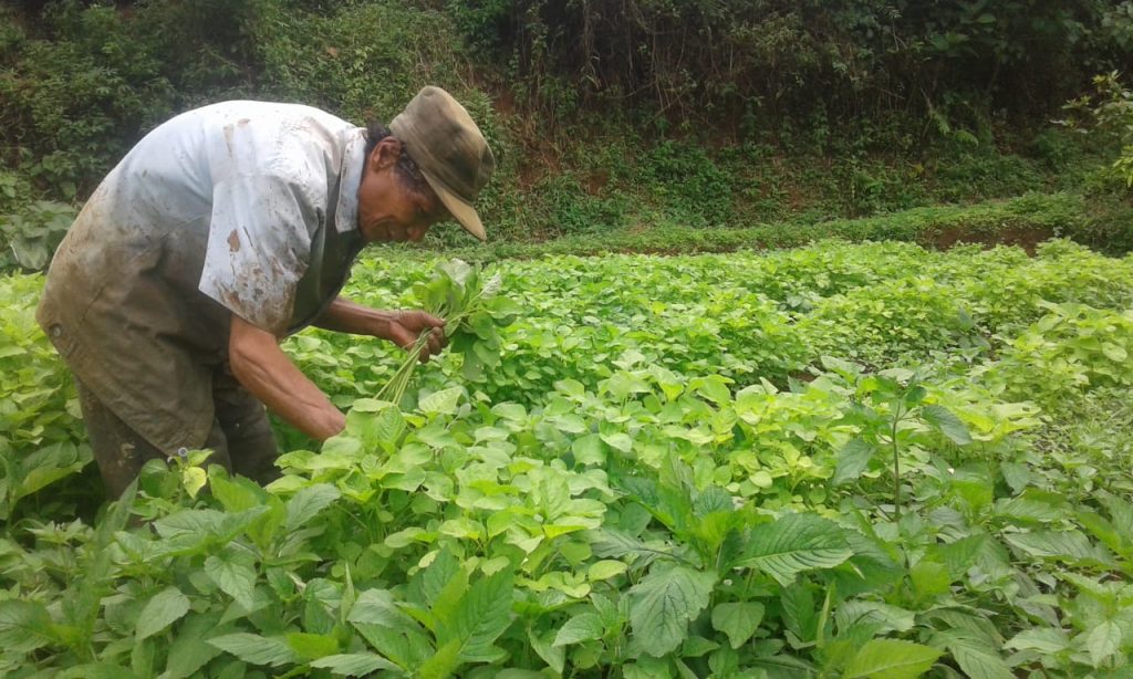 firdaus farm, panen, bayam, kangkung