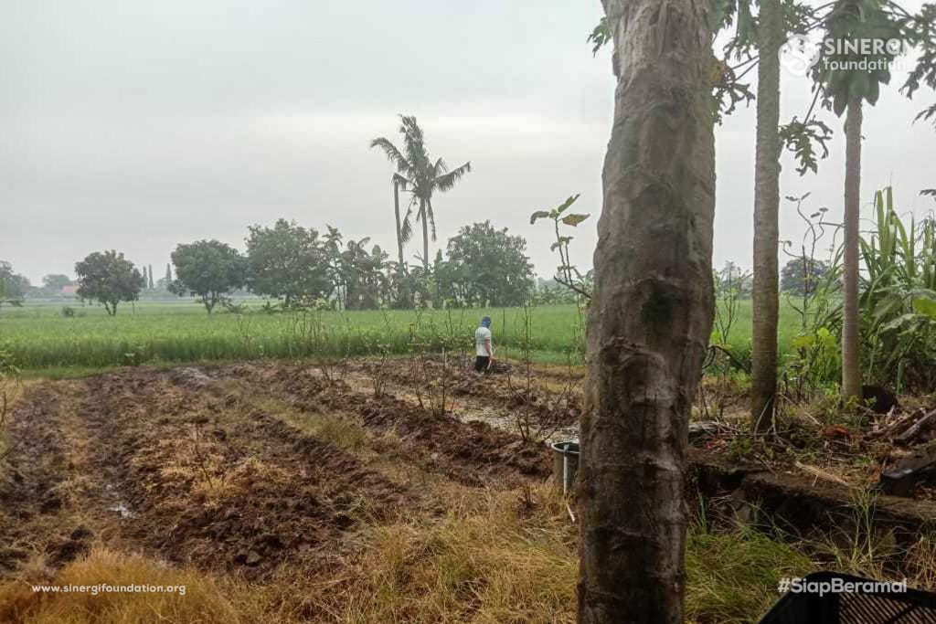 lumbung desa, compreng
