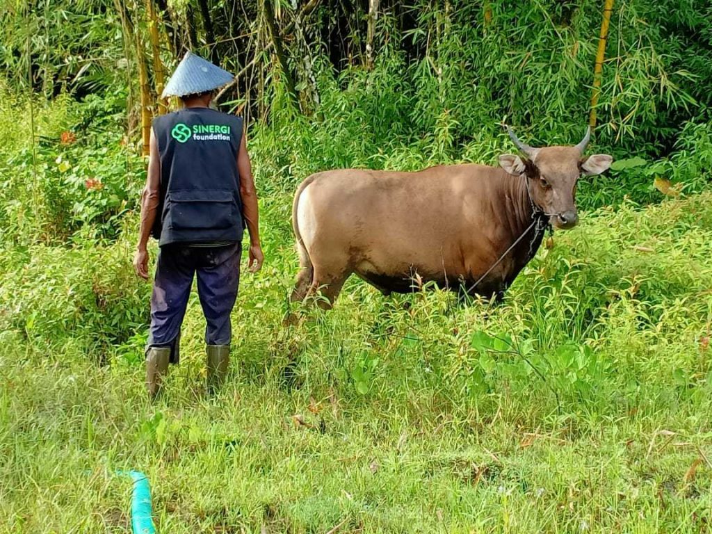 kurban, idul adha, nazar, hukum nazar kurban, nazar kurban