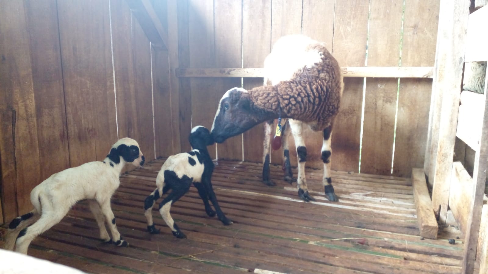domba merino dan garut wakaf integrated farm