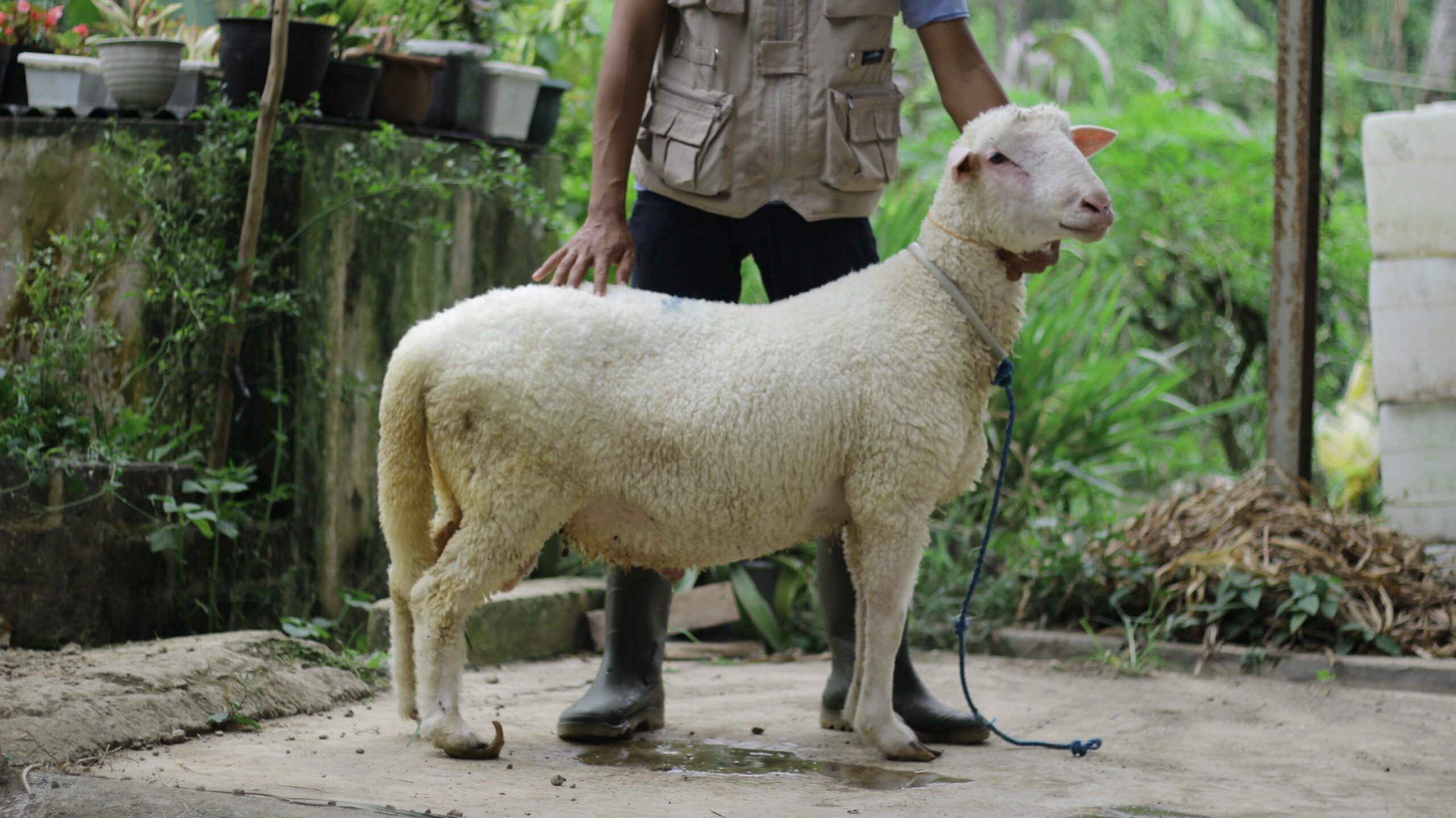 kurban, green kurban, hukum kurban dan akikah, akikah, idul adha