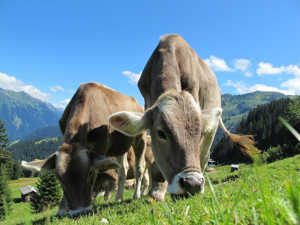 Harga Sapi Kurban 2023, sapi kurban, kurban, sapi, domba, idul adha,