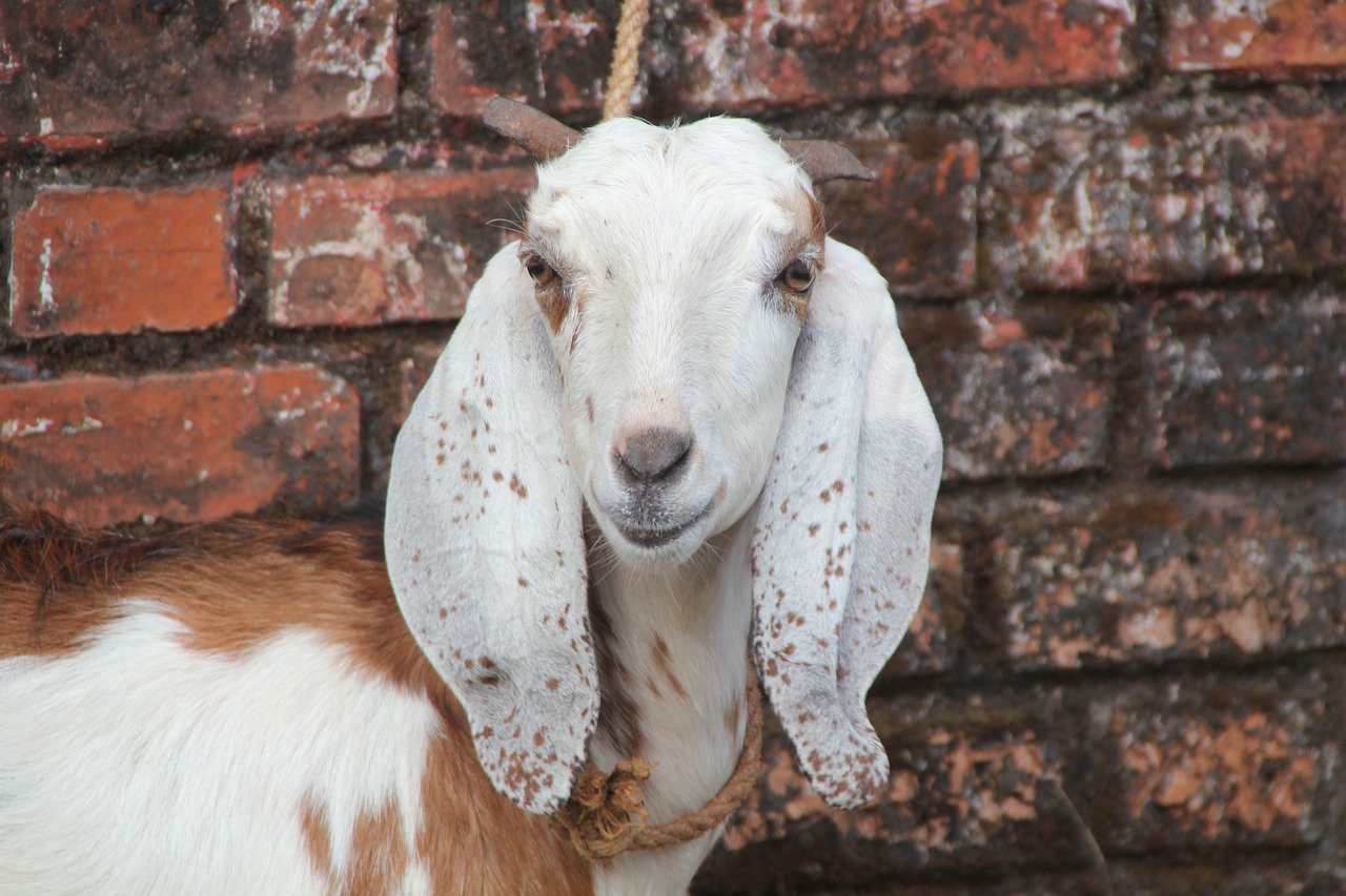 kurban, keutamaan kurban, idul adha, qurban