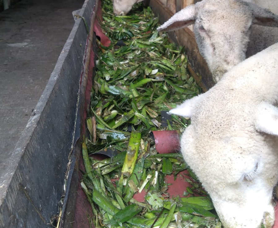 Waqf Integrated Farm - Sinergi Foundation