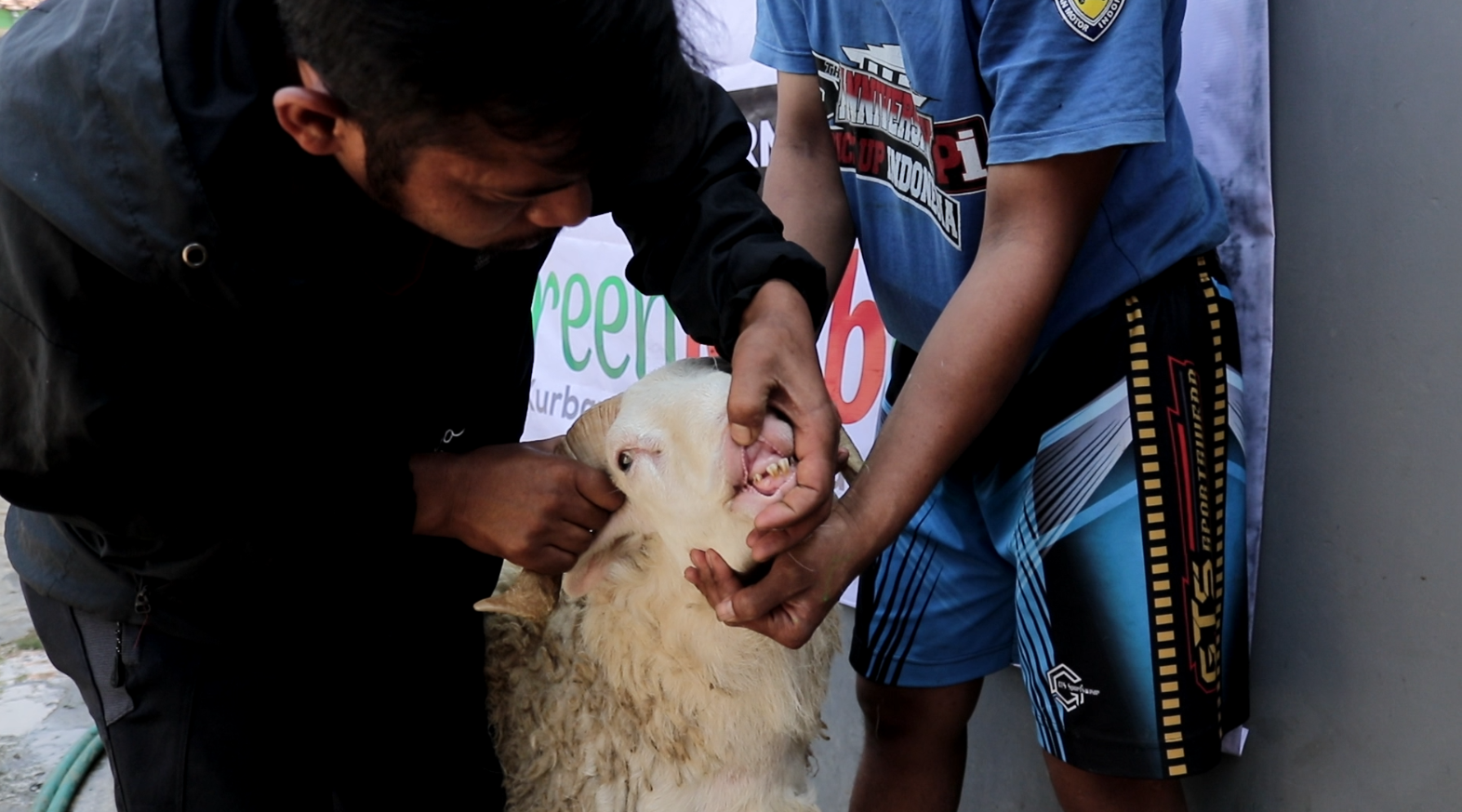 Idul Adha 1445 H Beberapa Hari Lagi, Hewan Green Kurban Sinergi Foundation Dipastikan Sehat