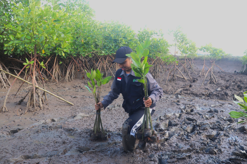 penanaman bakau dari penyaluran zakat produktif